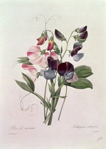 Sweet Peas (Lathyrus odoratur) graverad av Langlois, från "Choice of the Most Beautiful Flowers", 1827-33